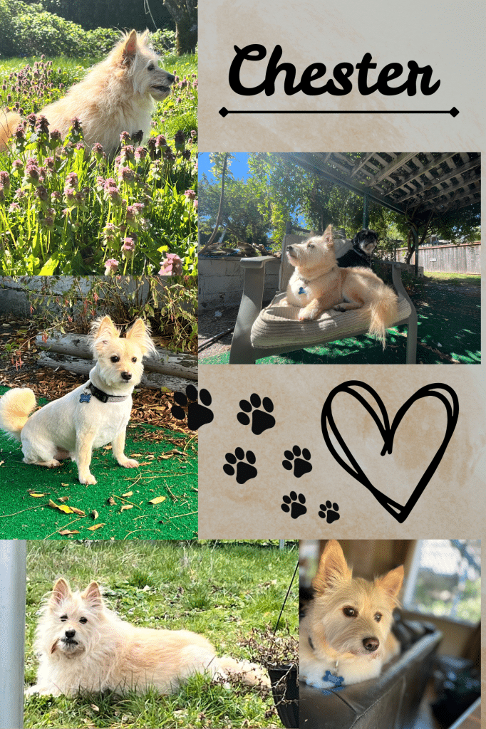 Chester - Resting Paws In-Home Veterinary Hospice Services Victoria, B.C.
