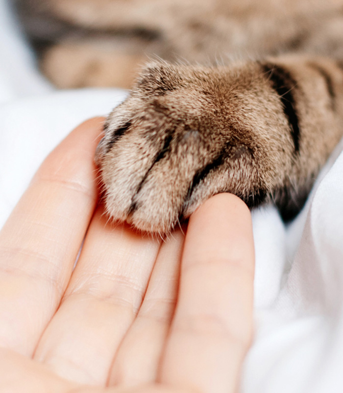 Resting Paws In-Home Veterinary Hospice Services